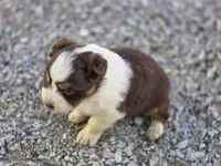 Randa, a female Australian Shepherd for sale in Portland, IN – Photo 3 of 6