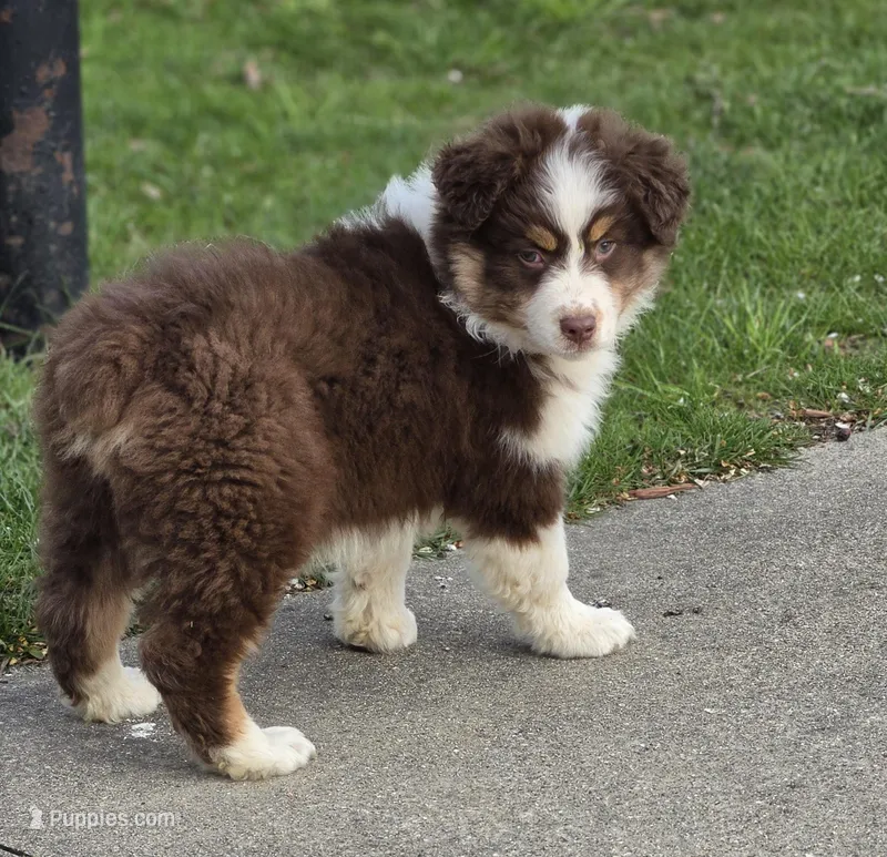 Randa – Australian Shepherd puppy for sale in Portland, IN