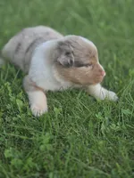 Jasper, a male Australian Shepherd for sale in Portland, IN – 2 of 7