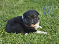 Black male 1, a male Australian Shepherd for sale in Portland, IN – 4 of 4