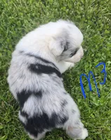 Blue Merle 3, a male Australian Shepherd for sale in Portland, IN – 4 of 6