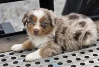 Red Merle dark, a male Australian Shepherd for sale in Portland, IN – Photo 2 of 10
