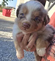 Red Merle dark, a male Australian Shepherd for sale in Portland, IN – Photo 9 of 10