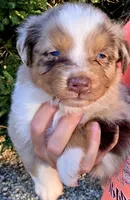 Red Merle dark, a male Australian Shepherd for sale in Portland, IN – Photo 6 of 10