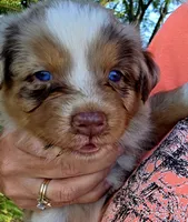 Red Merle dark, a male Australian Shepherd for sale in Portland, IN – Photo 5 of 10