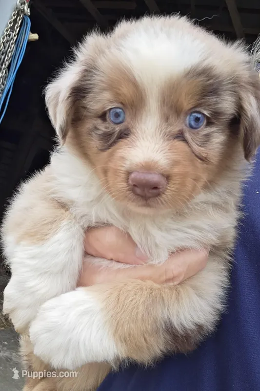 Red Merle dark, a male Australian Shepherd for sale in Portland, IN – Photo 1 of 10