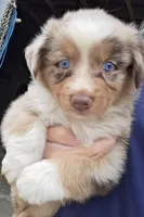 Red Merle dark, a male Australian Shepherd for sale in Portland, IN – Photo 1 of 10