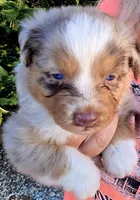 Red Merle dark, a male Australian Shepherd for sale in Portland, IN – Photo 4 of 10