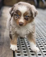 Red Merle dark, a male Australian Shepherd for sale in Portland, IN – Photo 3 of 10