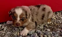 Red Merle dark, a male Australian Shepherd for sale in Portland, IN – Photo 8 of 10
