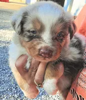 Red Merle dark, a male Australian Shepherd for sale in Portland, IN – Photo 7 of 10