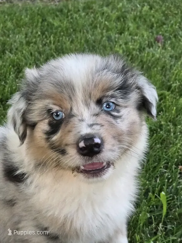 Blue male 2 – Australian Shepherd puppy for sale in Portland, IN