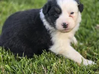 Black male 3, a male Australian Shepherd for sale in Portland, IN – 3 of 4