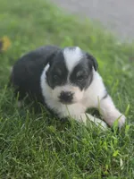 J.D., a male Australian Shepherd for sale in Portland, IN – 1 of 6