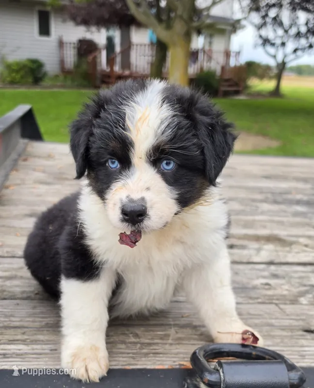 Reese – Australian Shepherd puppy for sale in Portland, IN