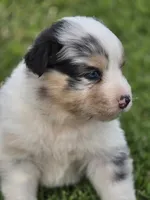 Blue male 1, a male Australian Shepherd for sale in Portland, IN – 5 of 5