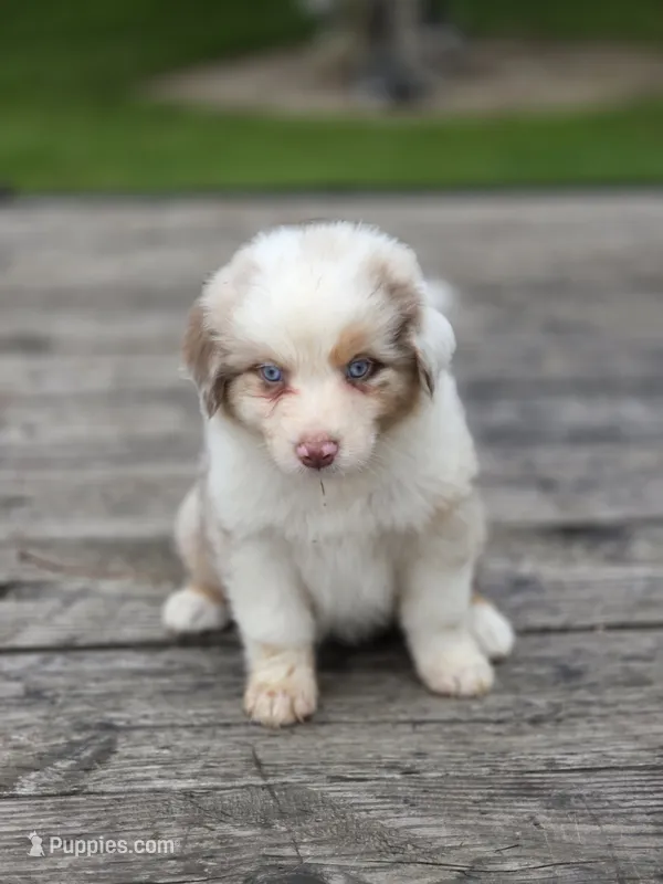Reny – Australian Shepherd puppy for sale in Portland, IN