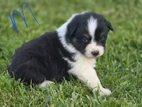 Black male 2, a male Australian Shepherd for sale in Portland, IN – 2 of 4