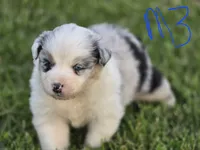 Blue Merle 3, a male Australian Shepherd for sale in Portland, IN – 1 of 6