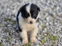 Black female 2, a female Australian Shepherd for sale in Portland, IN – 3 of 10