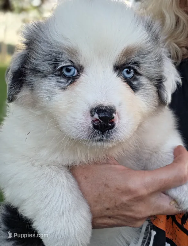 Blue Merle 3 – Australian Shepherd puppy for sale in Portland, IN