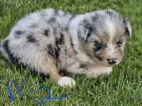 Blue male 2, a male Australian Shepherd for sale in Portland, IN – 4 of 5