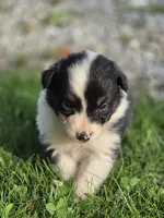 Black female 2, a female Australian Shepherd for sale in Portland, IN – 5 of 10
