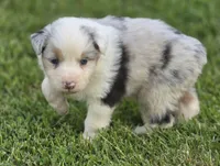 Blue Merle female , a female Australian Shepherd for sale in Portland, IN – 3 of 8