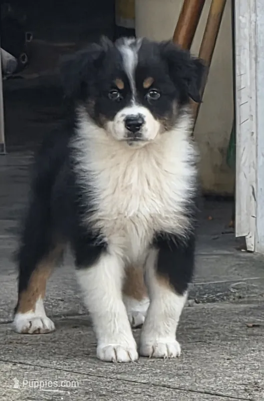 Jesse – Australian Shepherd puppy for sale in Portland, IN
