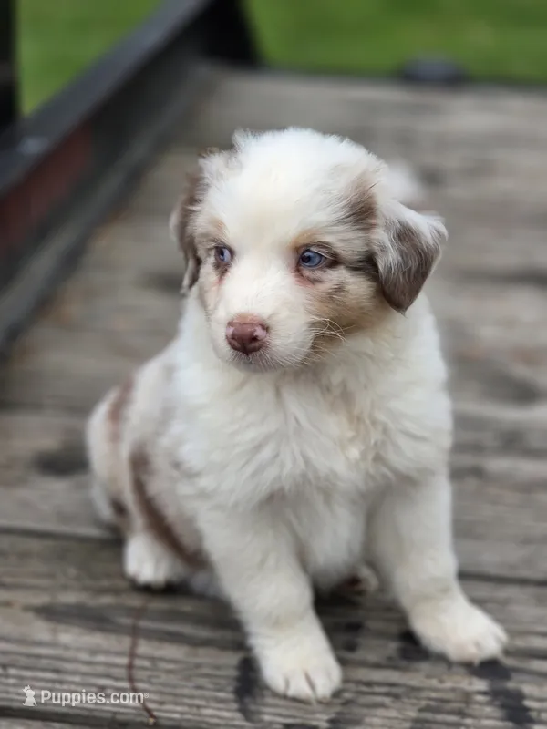 Rose – Australian Shepherd puppy for sale in Portland, IN