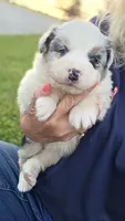 Blue Merle 3, a male Australian Shepherd for sale in Portland, IN – 6 of 6