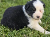 Black male 3, a male Australian Shepherd for sale in Portland, IN – 1 of 4