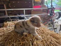 Jasper, a male Australian Shepherd for sale in Portland, IN – 7 of 7