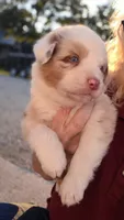 Rose, a female Australian Shepherd for sale in Portland, IN – 2 of 2