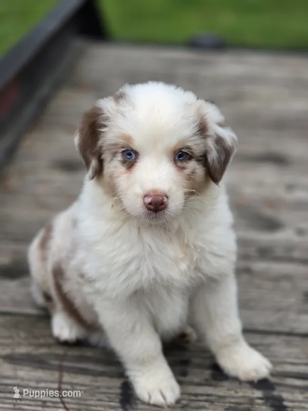 Rose – Australian Shepherd puppy for sale in Portland, IN