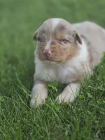 Jasper, a male Australian Shepherd for sale in Portland, IN – 1 of 7