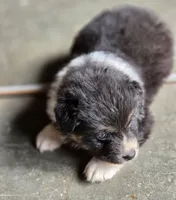 Black female 1, a female Australian Shepherd for sale in Portland, IN – 4 of 9