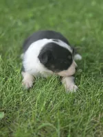 Jesse, a female Australian Shepherd for sale in Portland, IN – 6 of 6
