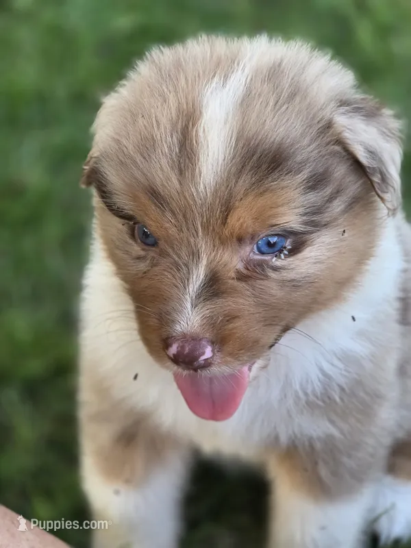 Jasper – Australian Shepherd puppy for sale in Portland, IN