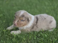 Jasper, a male Australian Shepherd for sale in Portland, IN – 5 of 7