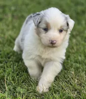 Blue Merle female , a female Australian Shepherd for sale in Portland, IN – 2 of 8