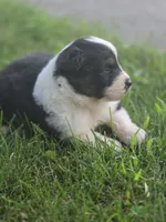 J.D., a male Australian Shepherd for sale in Portland, IN – 6 of 6