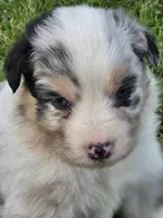 Blue male 1, a male Australian Shepherd for sale in Portland, IN – 3 of 5