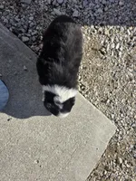 Beau, a male Australian Shepherd for sale in Portland, IN – Photo 4 of 5