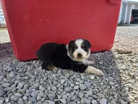 Beau, a male Australian Shepherd for sale in Portland, IN – Photo 2 of 5