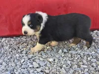 Beau, a male Australian Shepherd for sale in Portland, IN – Photo 5 of 5