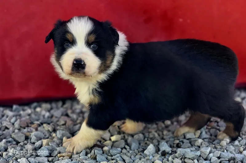 Beau, a male Australian Shepherd for sale in Portland, IN – Photo 1 of 5