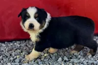 Beau, a male Australian Shepherd for sale in Portland, IN – Photo 1 of 5
