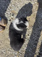 Beau, a male Australian Shepherd for sale in Portland, IN – Photo 3 of 5