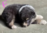 Black female 1, a female Australian Shepherd for sale in Portland, IN – 2 of 9